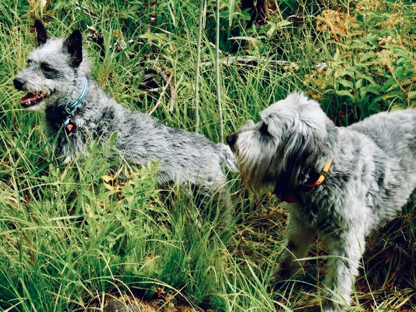 my boys in the Oregon wild